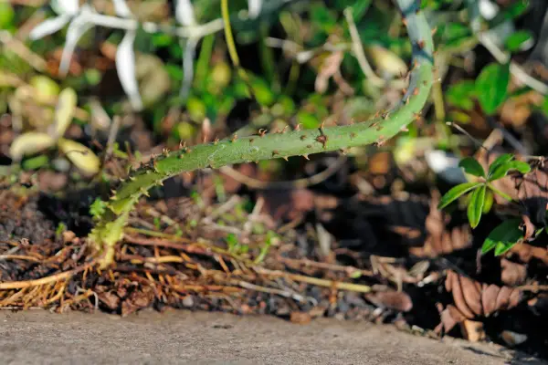 Bramble stem