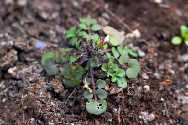 Hairy bittercress seedling