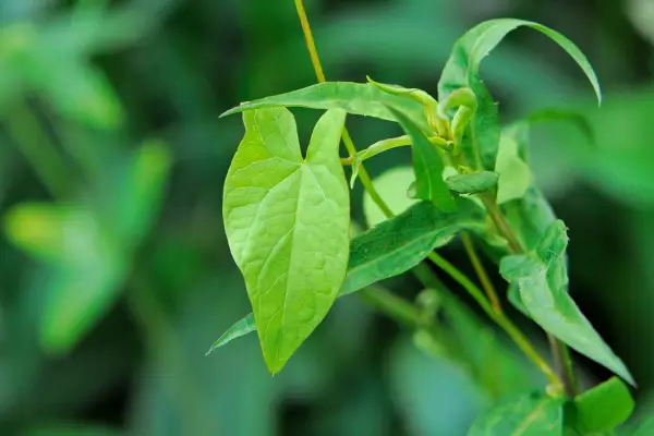 Dealing with bindweed