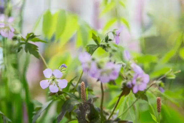 Geranium maculatum „Elizabeth Ann”