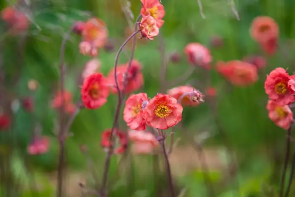 Geum 'Flames of vášní'