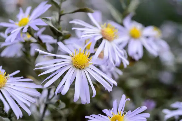Symphyotrichum novi-belgii 