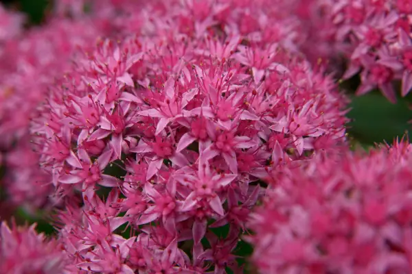 Hylotelephium spectabile 