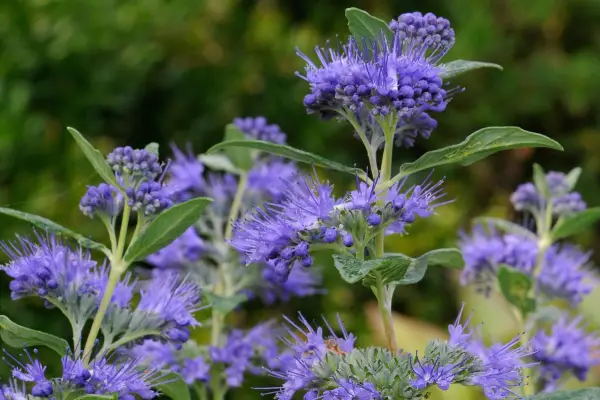 Caryopteris clanodensis 