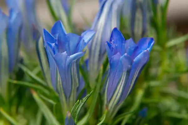 A close-up of a Chinese blue gentian, Gentiana sino-ornata