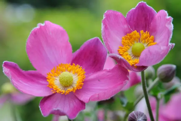 Pink Japanese anemones