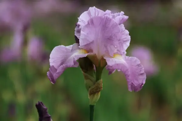 Iris „Annabel Jane”