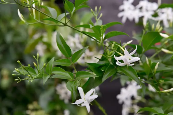 Jasminum azoricum