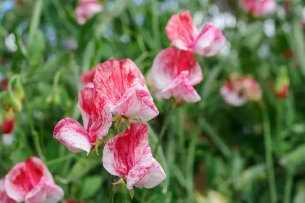 Lathyrus luktet 'Amerika'