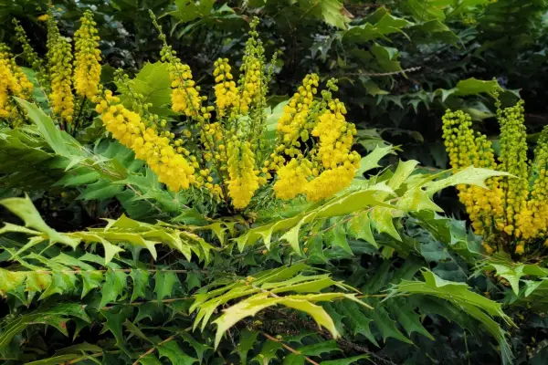 Mahonia japonica. Getty Images