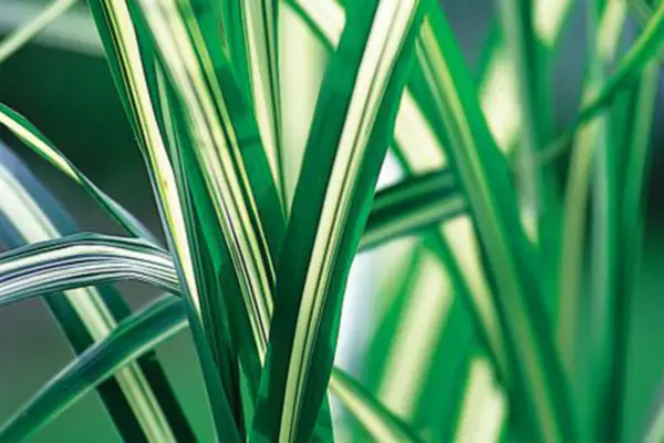 Miscanthus sinensis „kabaret”