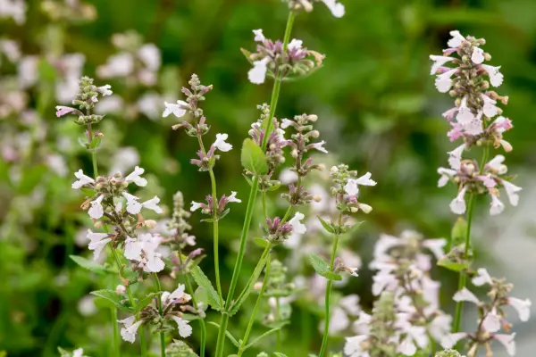 Nepeta grandiflora 