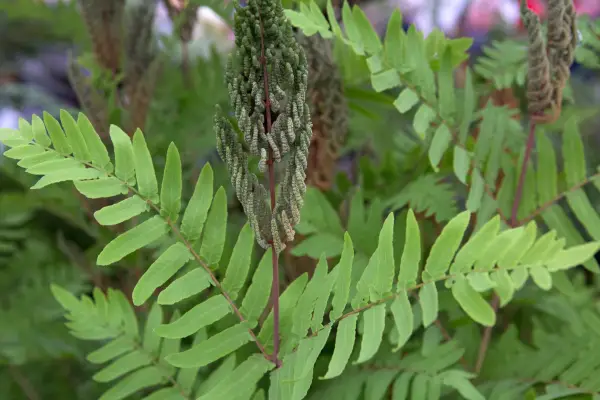 Osmund Royal „Purple“