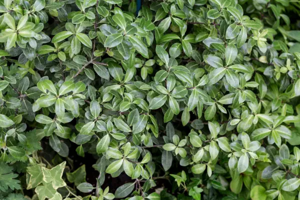 Pittosporum tenuifolium 