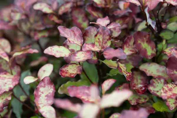 Pseudowintera colorata 'Red Leopard'