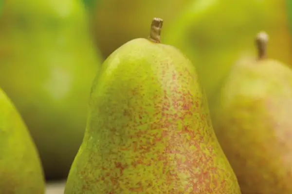 Pyrus communis 'Williams Bon Chretien'