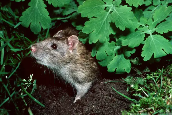A rat peering from beneath a plant in a garden (photo credit Getty Images)