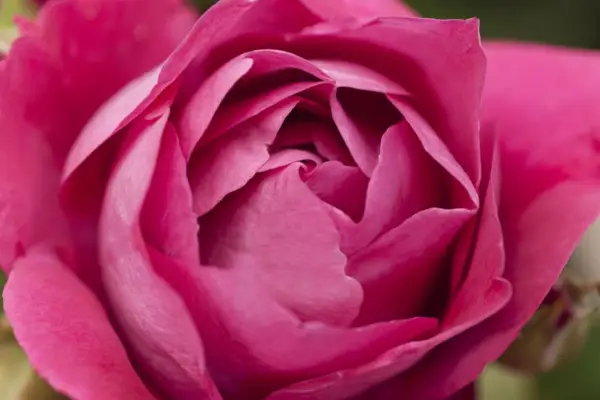 Rosa (groupe Floribunda) 'Desmond Tutu'