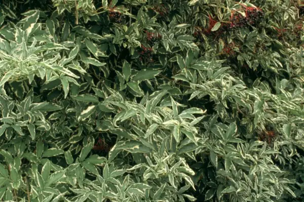 Sambucus nigra 'が縁取られました