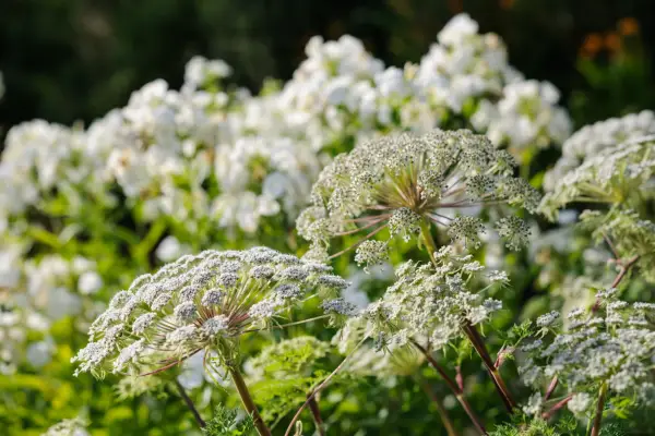 Selinum wallichianum