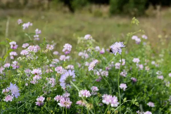 Lilac scabious with pink crownvetch