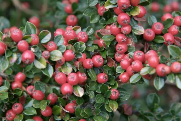 Cotoneaster