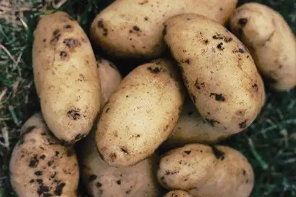 Solanum Tuberosum 'Belle de Fontenay'
