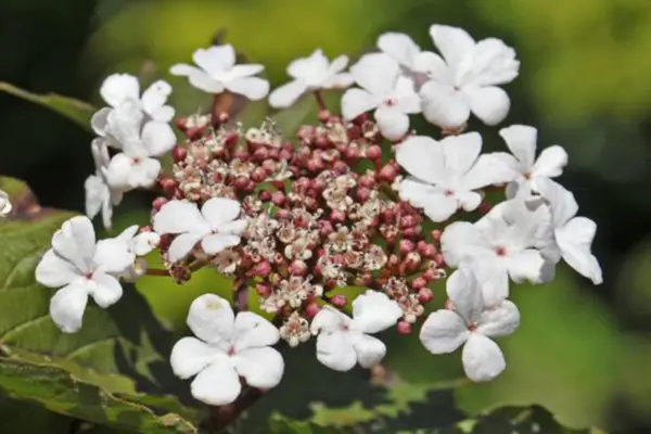 Viburnum sargentii