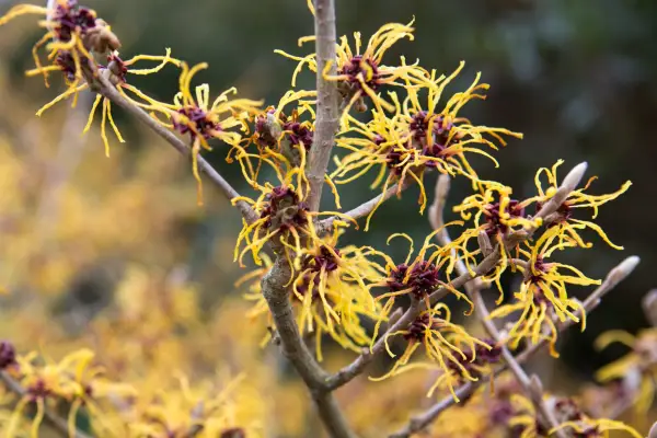 Hamamelis x intermedia 