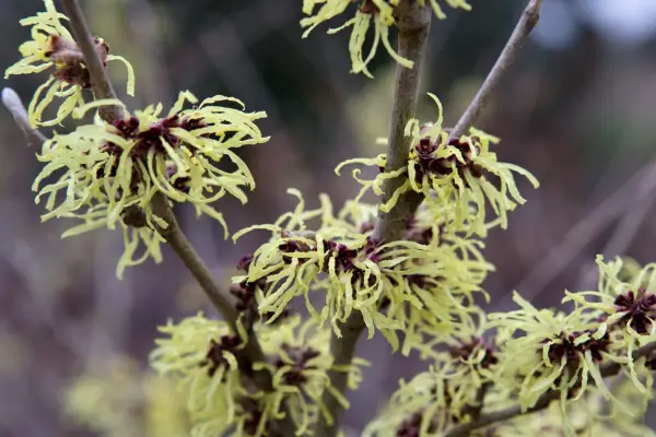 Hamamelis x intermedia 