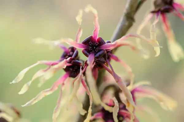 Hamamelis x intermedia 