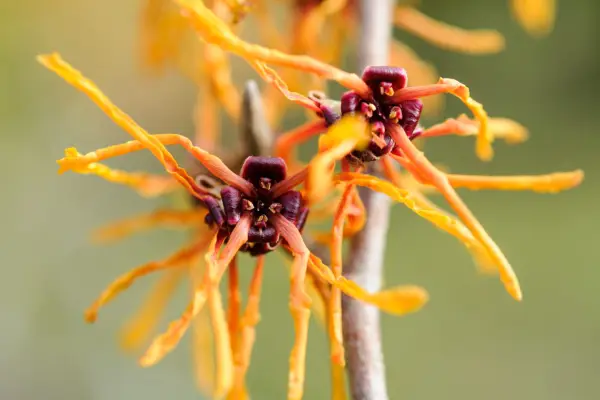 Hamamelis x intermedia 