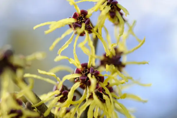 Hamamelis x intermedia 