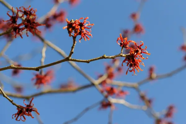 Hamamelis x intermedia 