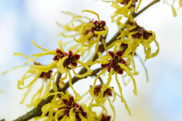 Hamamelis x intermedia 