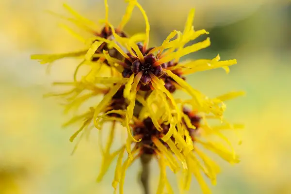 Hamamelis mollis 