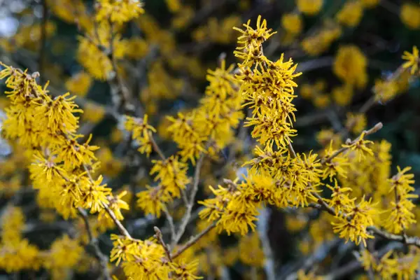Hamamelis mollis 