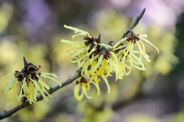 Hamamelis x intermedia 