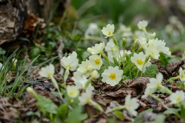 Native flowers to grow - Primula vulgaris