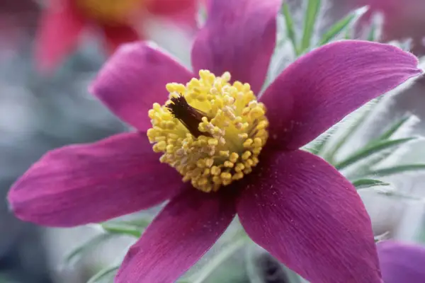 Native wildflowers to grow - pasque flower