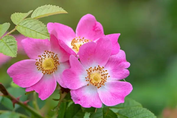 Dog rose. Getty images.