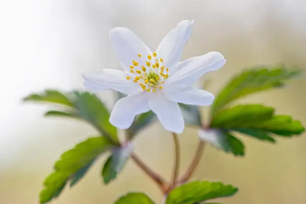 Native wildflowers to grow - wood anemone