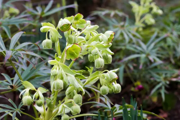 Native wildflowers to grow - stinking hellebore