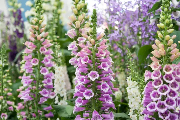 Native wildflowers to grow - foxglove