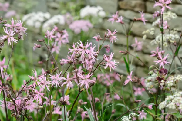 Ragged robin