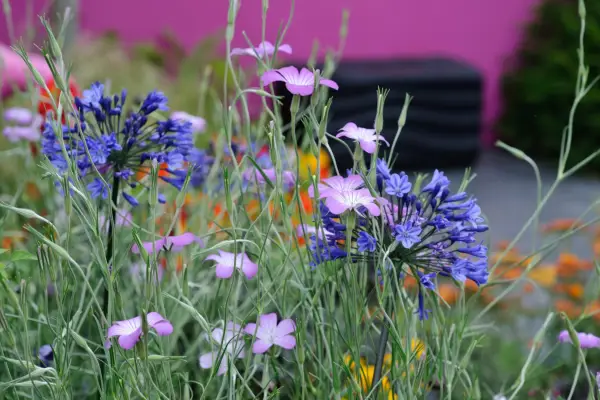 Corn cockles growing among agapanthus
