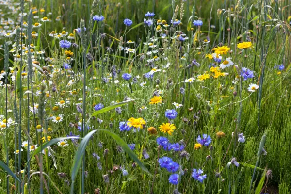 Corn marigolds with cornflowers and ox-eye daisies