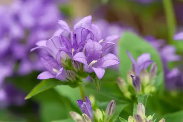 Bellflower, Campanula glomerata