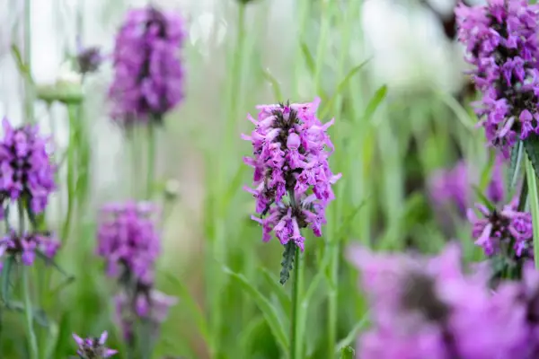 Betony, Stachys officinalis