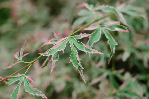 acer 'marlo'